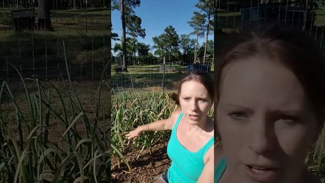 How to Get 2 Harvests from 1 Garden Space using Companion Planting смотреть онлайн