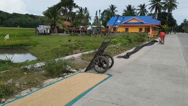 22. Осмотр Филиппинской глуши. Островитянское карате. Кот невиновный на привязи. смотреть онлайн