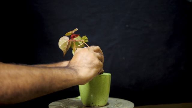 Malpighia bonsai смотреть онлайн