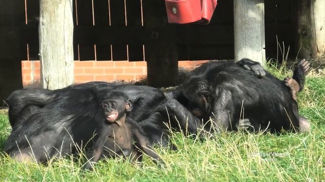 Baby Bonobo Loves Climbing And Jumping Of The Adults Back смотреть онлайн