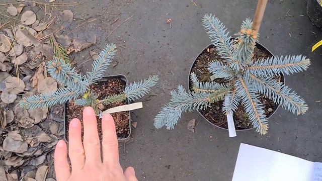 Продажа хвойных в Крыму. Ель колючая Зе Блюз. Обзор смотреть онлайн