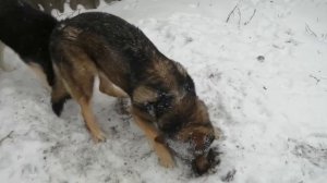 Течка оказалась ложной _ Драка за вещи и еду собак.