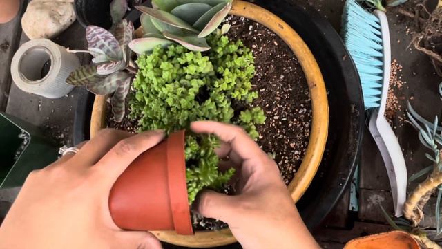 Potting Up Succulents With Emma