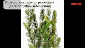 Роголистник в аквариуме, как сажать, уход, разведение. Аквариумные растения для начинающих.