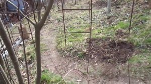 Кизил: обрезка и выращивание.