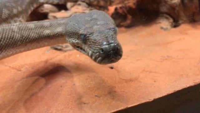 Up Close With Centralian Carpet Python - Featherdale Wildlife Park смотреть онлайн