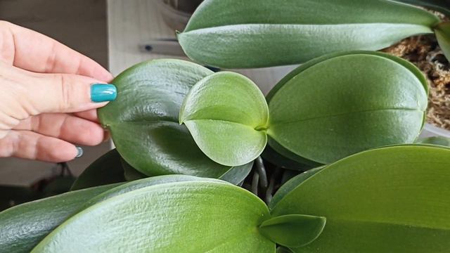 Домашние орходетки и их орхомамочки. смотреть онлайн