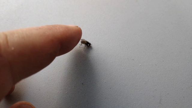 Как комнатная муха восстанавливается после мухобойки и уползает смотреть онлайн