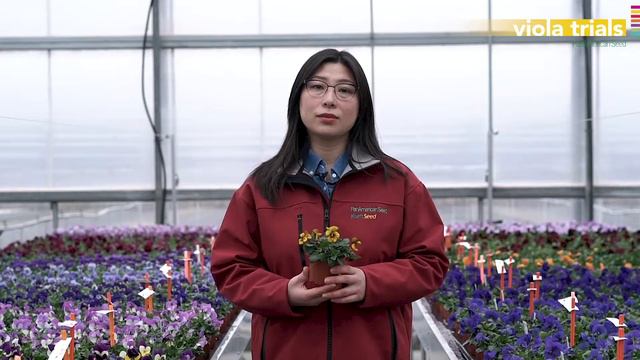 PanAmerican Seed 2022 Viola Trials смотреть онлайн