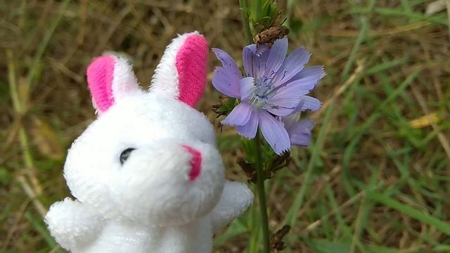 ЗАЙЧИК и Красивый ЦВЕТОЧЕК. смотреть онлайн