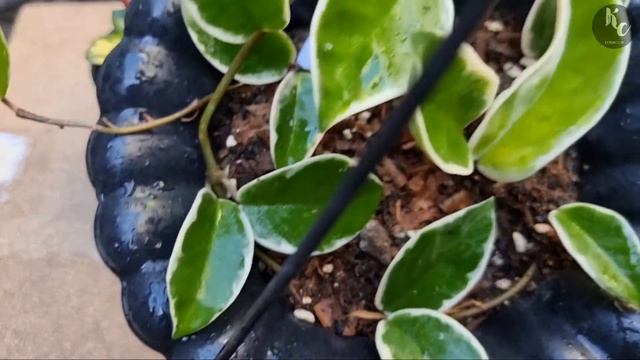 Hoya Carnosa vs Hoya Tricolor #hoya_kebuncilik смотреть онлайн
