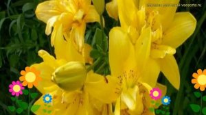 Лилия Фата Моргана. Краткий обзор, описание характеристик, где купить луковицы Fata Morgana