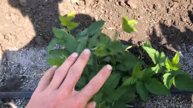 Лучший сорт Ежевики Черная Магия и как ее размножать смотреть онлайн