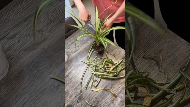 Спасение хлорофитума из уценки цветочного магазина ОБИ #shorts смотреть онлайн