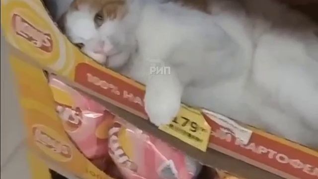 сегодня без чипсов)))? смотреть онлайн