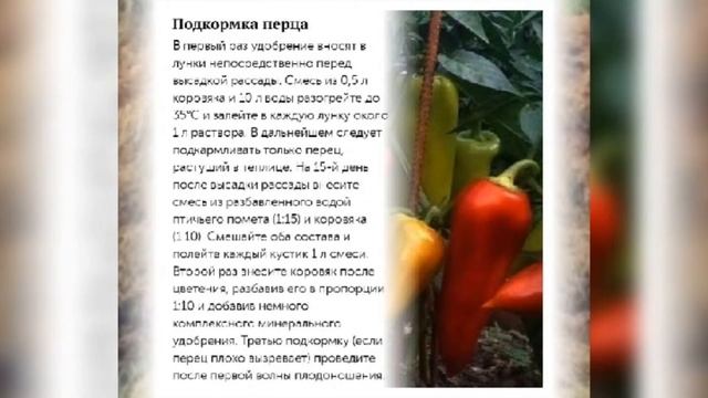 Как удобрять навозом( коровяком) смотреть онлайн