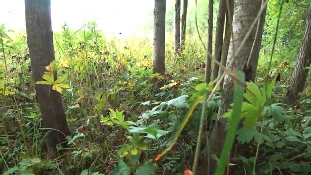 13 августа 2020 в лес по грибы смотреть онлайн