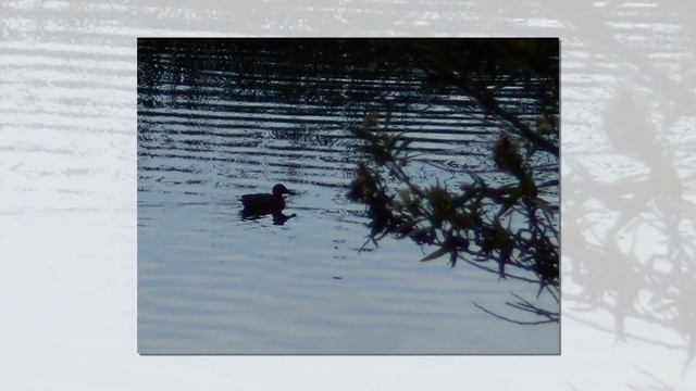 Java Man Coffee House Exhibit смотреть онлайн