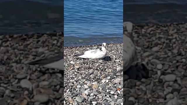 🏝У самого синего моря, с тобою👫🥰, мы рядом с тобою..Гагра🏞 смотреть онлайн