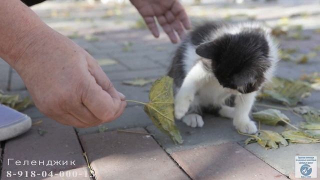 Геленджик - котёнок, девочка, в добрые руки смотреть онлайн