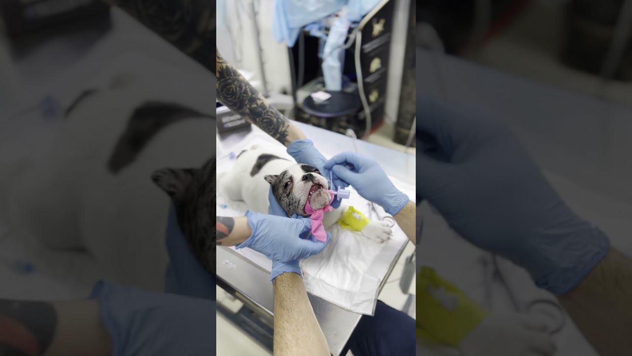Щенок французского бульдога проглотил кость #гастроскопия #щенок #французскийбульдог #операция смотреть онлайн