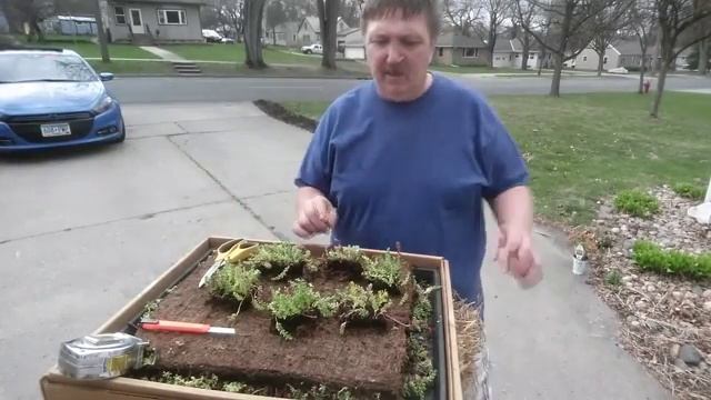 Planting the Cottage Farms Rainbow Magic Carpet Sedum смотреть онлайн