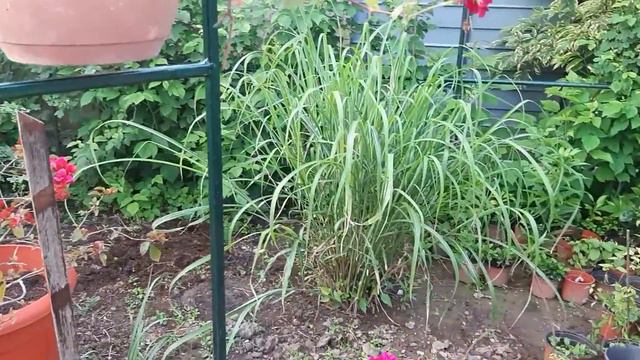 Давайте пройдемся по моему дворику смотреть онлайн