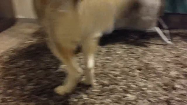 Хаски Тэя, новая игрушка. Husky playing смотреть онлайн