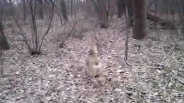 Алабай на прогулке. смотреть онлайн