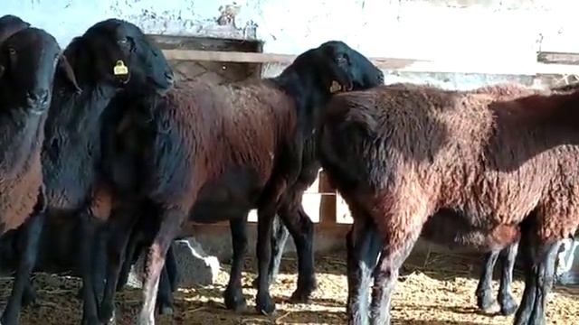 ГИССАРСКИЕ БАРАНЫ КЛАССА ЭЛИТА НОМЕР ☆-0001-В МИРЕ! НУРЖАНА ЖУМАБЕКОВА +77025009400 смотреть онлайн