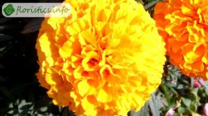 ?️ Выращивание бархатцев из семян