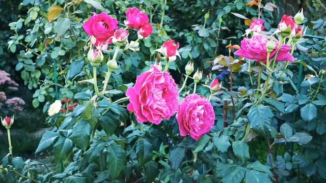 Роза Сэнт оф вумен Scent of Woman (Profumo di Donna)Rose BARNI Италия, 2012 смотреть онлайн