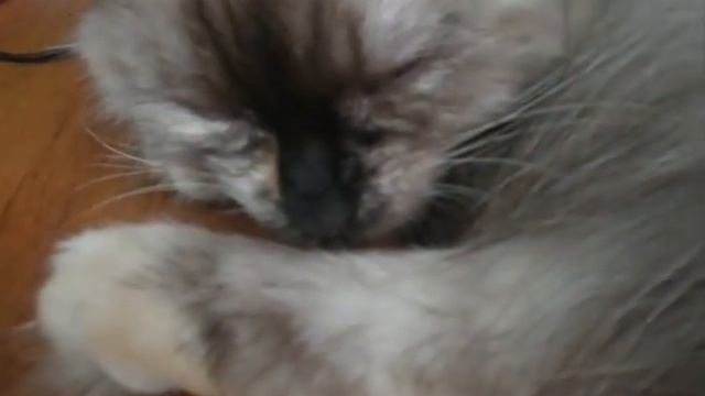 Бякание снежка (Снимал, когда мне было 12 лет).avi смотреть онлайн