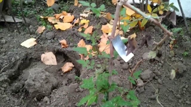альба плена клематис в прикопе на зиму. смотреть онлайн