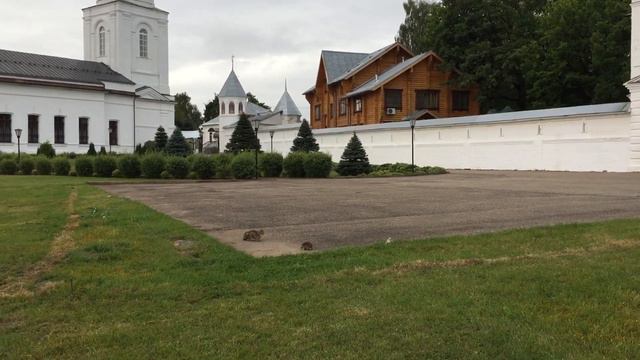 Кто рано встаёт, тот с ежом гулять идёт!