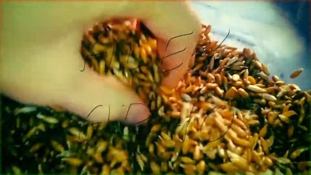 Как я готовлю первобытный ржаной хлеб | natural organic bread смотреть онлайн