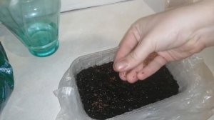 Выращивание кресс-салата. Кресс-салат на подоконнике.Часть1