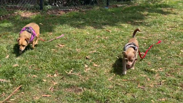 Meet Muttville's Chewey and Dewey at Muttville Senior Dog Rescue!-adopted! смотреть онлайн