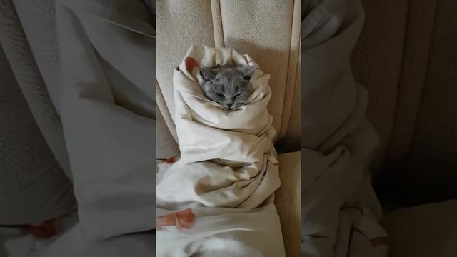 Обеденный сон.Котёнок не хочет спать. смотреть онлайн