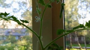 Выращивания томата/Томаты на подоконнике/Как вырастить помидоры круглый год/Эксперимент/1 сезон