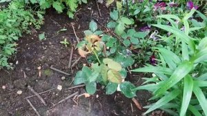 Роза ПРИНЦЕССА АЛЕКСАНДРА ОФ КЕНТ , спрей роза ТАЙФУН , мини роза АЛЬБЕРИШЬ ,  роза СВИТ СИМФОНИ .