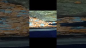 "Пучеглазые" аквариумные рыбки.