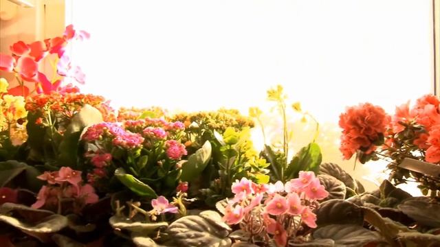 На встречу к невесте смотреть онлайн
