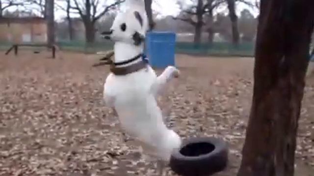 Собака висит на канате смотреть онлайн