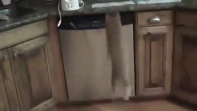 Как сделать чтобы кошка не лазила по столу смотреть онлайн