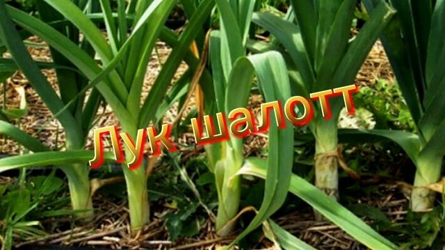Праздник урожая (лук), 5 г смотреть онлайн