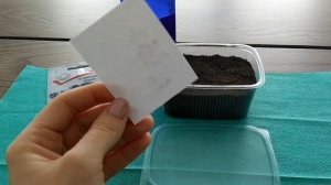 Гелиотроп. Посев семян гелиотропа на рассаду.