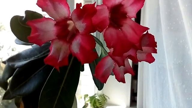 Адениумы. Начинаю понимать как их растить. смотреть онлайн