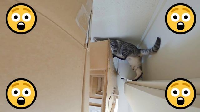 DIY Flying cat maze! Looking up at cat paw смотреть онлайн