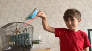 Тренируем попугая Марка